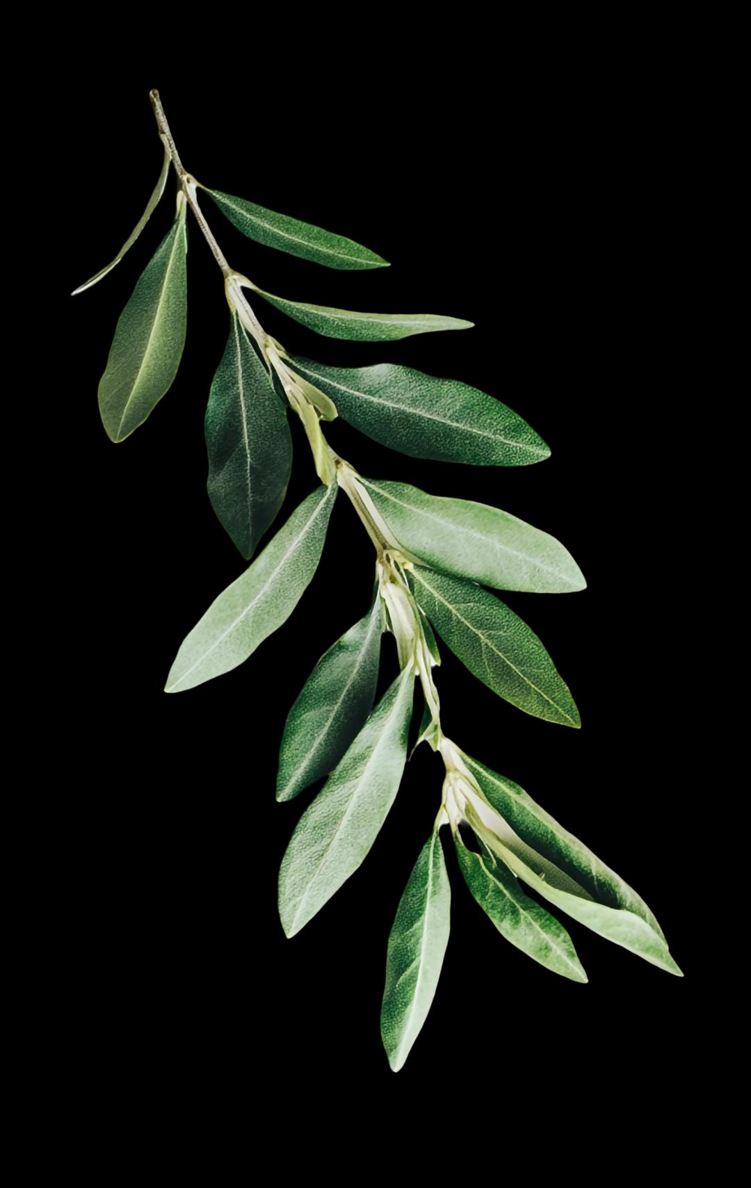 deco
